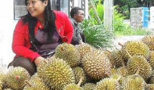 Kembangkan Si Dayun, Durian Berdaging Ekstra Tebal