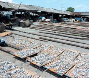 Paceklik, Pasok Ikan dari Lombok