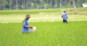 fertilizer shortage