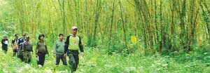 Lestarikan 21 Jenis Tanaman Bambu sejak 1997