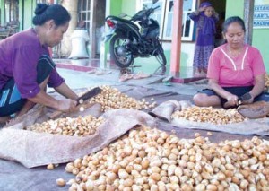Areca nut collectors in Rejosari Village, Glagah District
