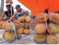 Durian Bali Serbu BWI