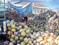 Exporters Often Deceived, Coconut Sellers Choose Local Markets
