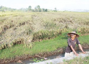 Hit by Rain, Rice Plant Collapse