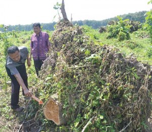 Polisi Rekonstruksi Illegal Logging