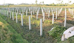 Productive Land for Dragon Fruit