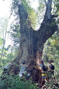 Tanaman Mangrove Terbesar se-Asia di Baluran