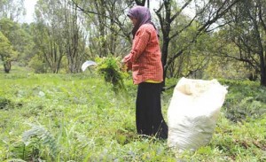 Contaminated by Raung Material, It's Difficult for Farmers to Find Grass