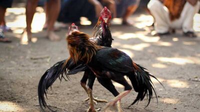 Cockfighting Raided