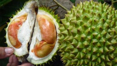 Durian Balqis Resmi Milik BWI