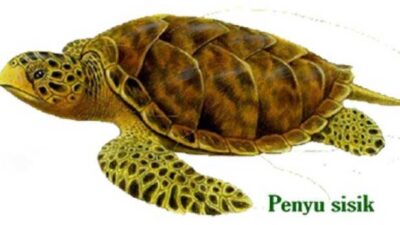 Save the Hawksbill Turtle