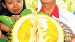 Karena-memiliki-nilai-ekonomi-tinggi,-Pemkab-Banyuwangi-akan-mengembangkan-benih-varietas-durian-merah.