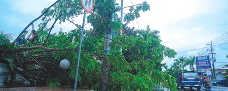 Pohon-trembesi-yang-tumbuh-di-area-kantor-Pemkab-Banyuwangi-roboh-setelah-diterpa-angin-pagi-kemarin.