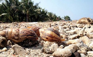 Snail Beach Needs Attention