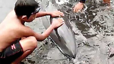 Lumba-Lumba Terdampar di Tanjung Wangi
