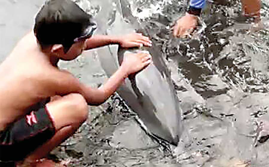 Anak-lumba-lumba-dan-induk-lumba-lumba-yang-tersangkut-senar-pancing-di-Pelabuhan-Tanjung-Wangi-kemarin.