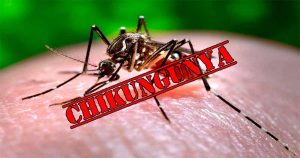 Warga Dua Dusun Diserang Chikungunya