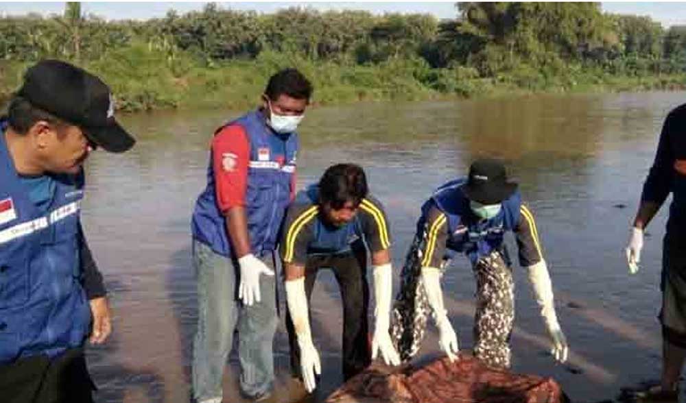 Tim-gabungan-mengevakuasi-tubuh-bocah-SD-yang-ditemukan-tewas-akibat-hanyut-di-sungai-Kalibaru,-Pesanggaran,-Banyuwangi,-Minggu-29-Mei-2016.