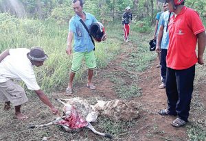 Puluhan Domba Mati Misterius di Banyuwangi