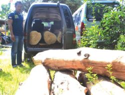 Police Arrest 4 Pelaku Ilegal Loging