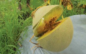 Melon Siap Panen Rusak “Dibabat” di Desa Buluagung
