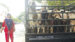 Pedagang-di-pasar-hewan-Glenmore-membawa-pulang-kambing-dengan-kendaraan-bak-terbuka-kemarin