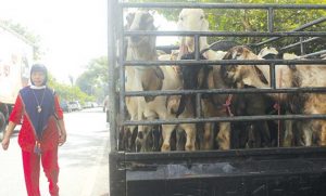 Approaching Eid al-Fitr, The price of goats in the market is falling !!!