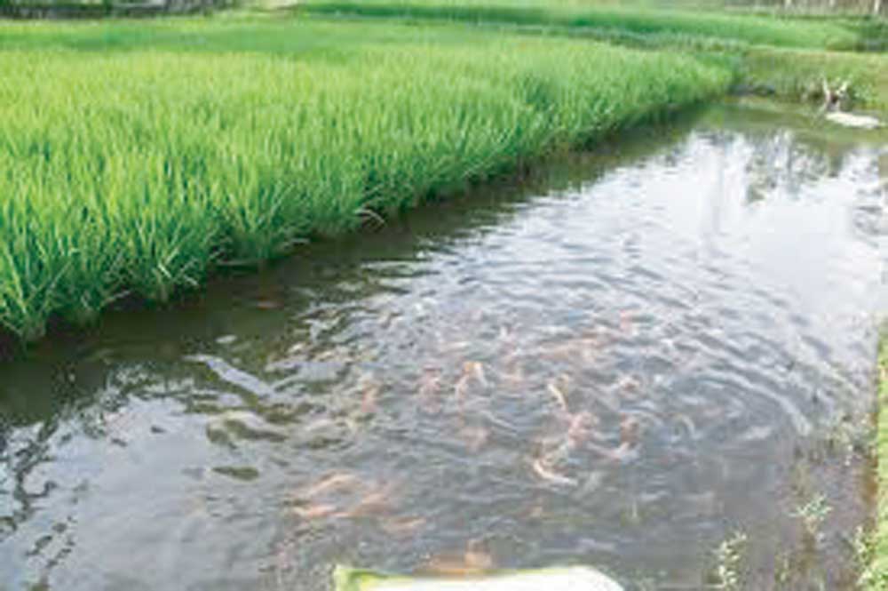 Produksi-Ikan-Mina-Padi-di-Banyuwangi-Capai-Rp-1-M