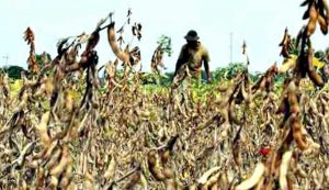 Often Rain, Hectares of Soybean Plants in Gambiran Are Damaged