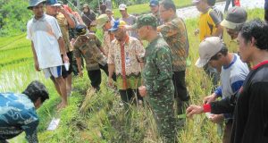 devoured by mice, 7,5 Hectare of Rice in Ludes Licin District