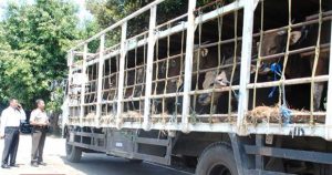Before Eid al-Adha, Officer Thwarts Smuggling 6 Illegal Bali Cattle Trucks