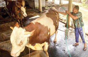 Sutrisno, The Nyambi teacher takes care of cows from Genteng Wetan Village
