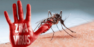 Antisipasi Zika, Dinkes Banyuwangi Perintahkan 42 Puskesmas Brantas Sarang Nyamuk