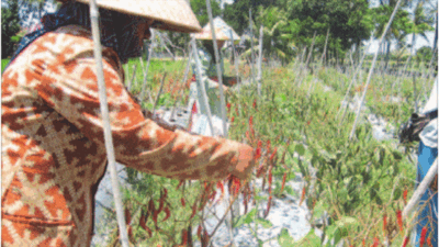 Penyakit Layu Cabai Mengganas di Banyuwangi