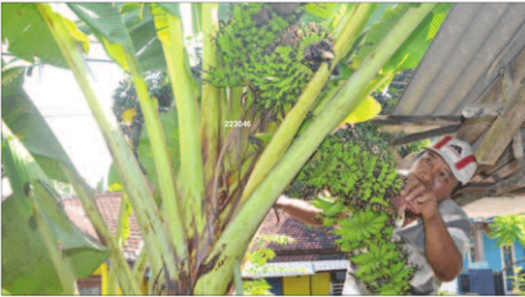 samsul-hadi-menunjukkan-pohon-pisang-yang-berbuah-lima-tandan-di-dekat-rumahnya-kemarin