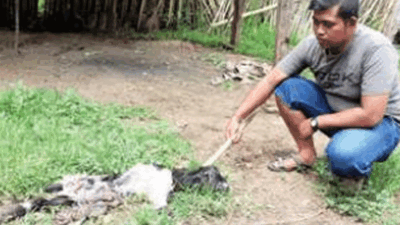 Mysterious Dead Goat in Gombengsari Village