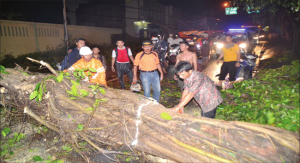 Pohon Tumbang, Jalan Rogojampi Lumpuh