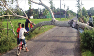 Pohon Sengon Ambruk Menutup Jalan