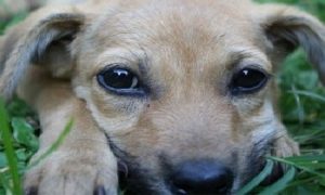 Anjing Liar Serang Tujuh Kambing di Banyuwangi