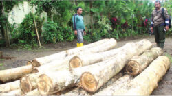 Gelondongan-kayu-jati-milik-pelaku-berhasil-diamankan-petugas-RPH-Pecinan,-Dusun-Sumberagung,-Desa-Karangdoro,-Kecamatan-Tegalsari,-kemarin