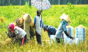 Grain Prices Drop, Rice Farmers Distraught