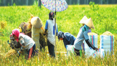 Grain Prices Drop, Rice Farmers Distraught