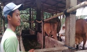Last Cow Found, Request Ransom Rp 2 Million