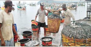 Nelayan Muncar Mulai Panen Ikan
