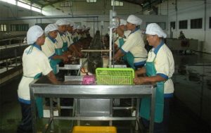 Catching Famine, Fish Roll Factory