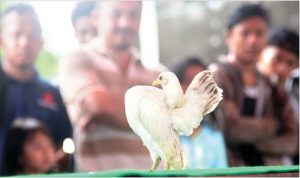 Ayam Serama Unjuk Kebolehan dalam Menari