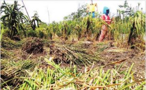 Damaged Rice Plants Attacked by Rats