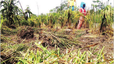 Damaged Rice Plants Attacked by Rats