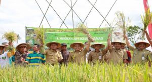 Banyuwangi Targetkan Tanam 200 Hektare Padi Organik