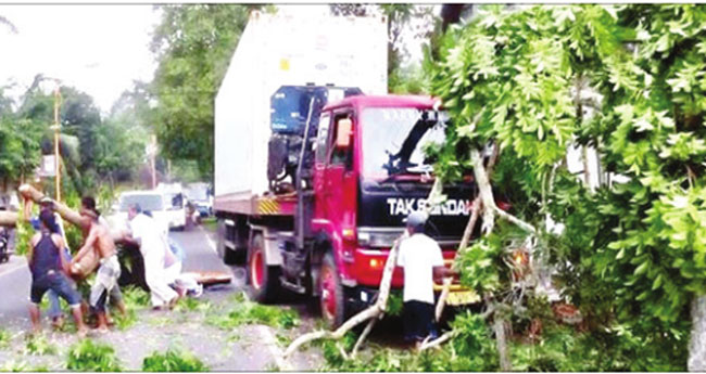 Polisi-dan-warga-mengangkut-cabang-pohon-yang-patah-ditabrak-truk-kontainer-di-jalan-raya-Desa-Blambangan,-Kecamatan-Muncar,-kemarin